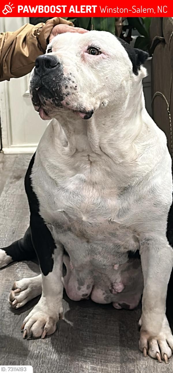 Lost Female Dog last seen Greenway ave, Winston-Salem, NC 27105
