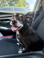 Found/Stray Male Dog last seen Heritage Boulevard, Fort Mill, SC 29715