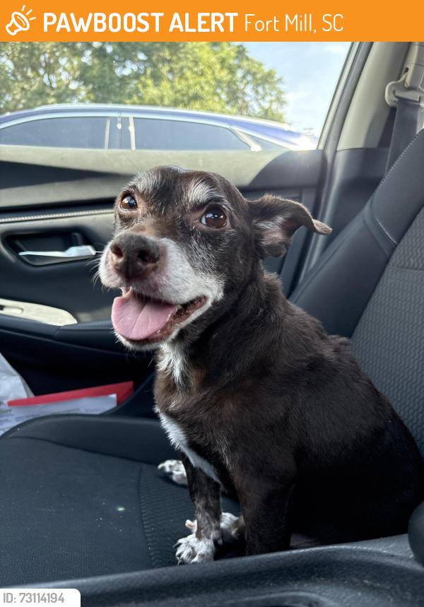 Found/Stray Male Dog last seen Heritage Boulevard, Fort Mill, SC 29715