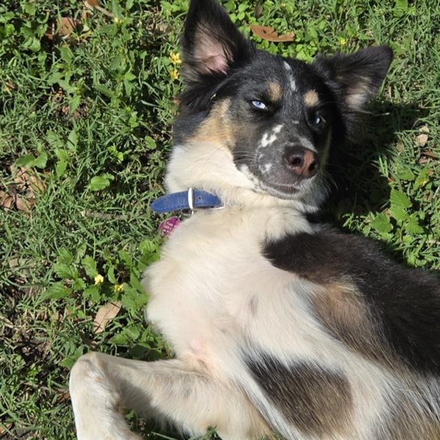 Shelter Stray Female Dog last seen Near BLOCK W HOUSTON ST, 4710 TX-151, San Antonio, TX 78227, USA