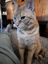 Lost Male Cat last seen New York Ave, Atlanta, GA 30307