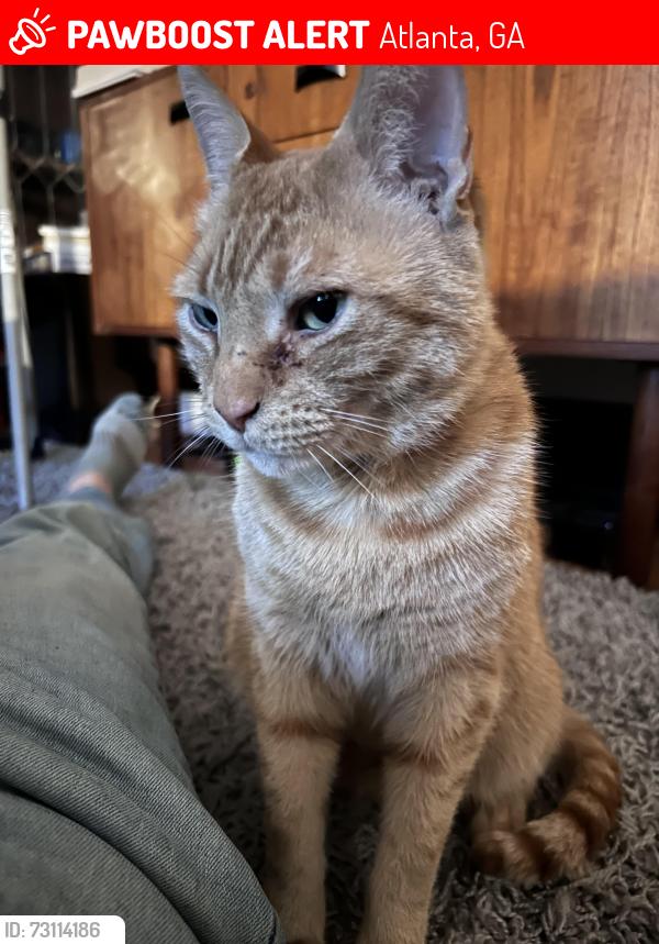 Lost Male Cat last seen New York Ave, Atlanta, GA 30307