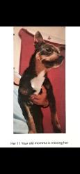 Reunited Female Dog last seen Kearney Blvd and S. Plumas st., Fresno, CA 93706