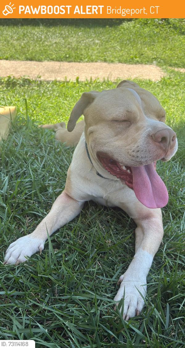 Found/Stray Male Dog last seen Colmena St & Vine St, Bridgeport, CT 06604