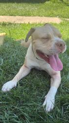 Found/Stray Male Dog last seen Colmena St & Vine St, Bridgeport, CT 06604