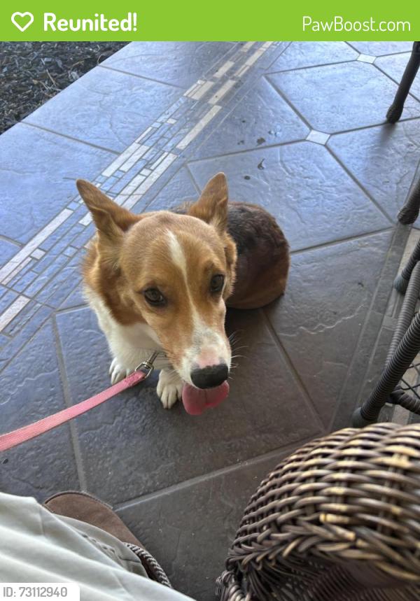 Reunited Male Dog last seen Lorraine, Glendora, CA 91741