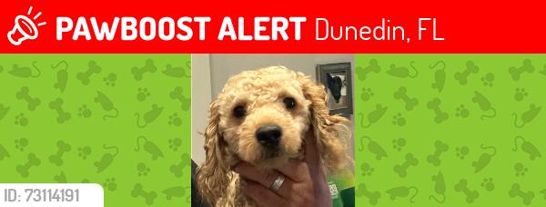 Lost Female Dog last seen Curler ave and Belcher Rd, Dunedin, FL 34698