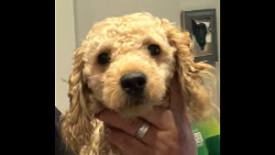 Lost Female Dog last seen Curler ave and Belcher Rd, Dunedin, FL 34698