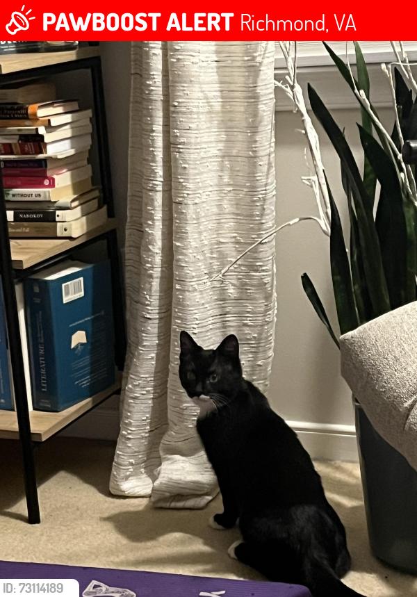 Lost Male Cat last seen Near locksley lane N Chesterfield VA, Richmond, VA 23236