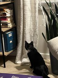 Lost Male Cat last seen Near locksley lane N Chesterfield VA, Richmond, VA 23236