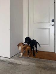Found/Stray Female Dog last seen Outside H-Mart, Houston, TX 77055