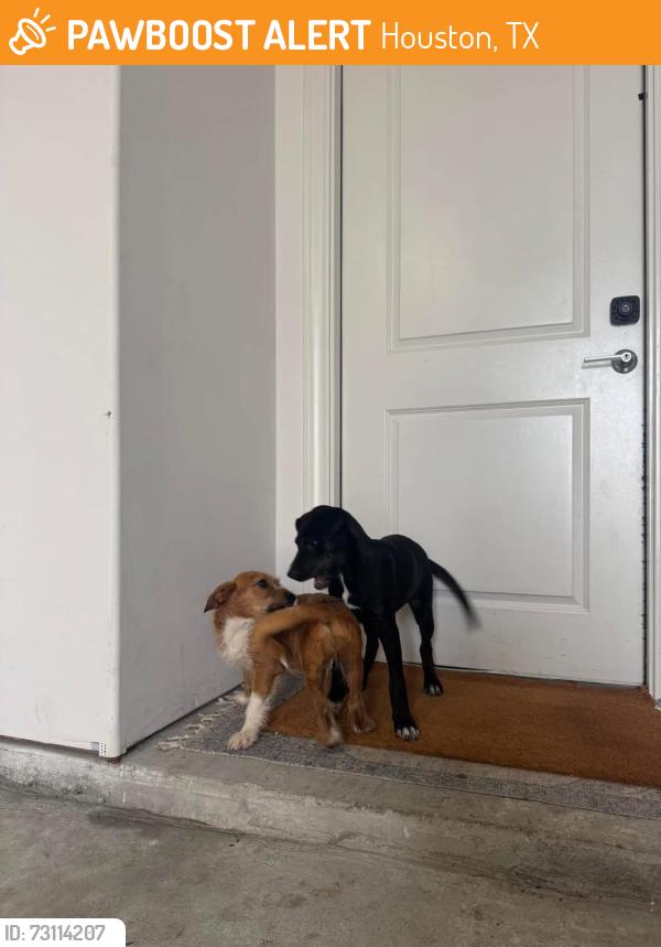 Found/Stray Female Dog last seen Outside H-Mart, Houston, TX 77055