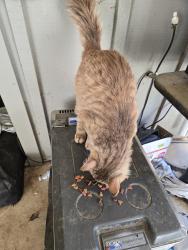 Lost Male Cat last seen Shelby Shores, Shelby, AL 35143