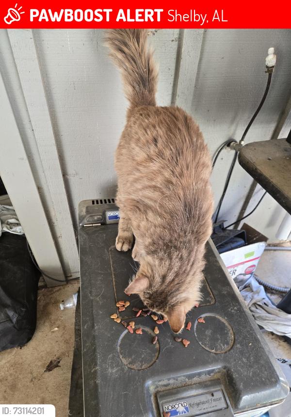 Lost Male Cat last seen Shelby Shores, Shelby, AL 35143