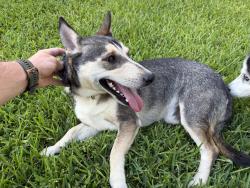 Reunited Male Dog last seen Old Tract Road and Pigeon Forge, Pflugerville, TX 78660
