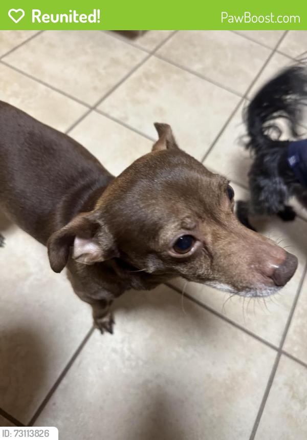 Reunited Male Dog last seen Southwick Ave Waterbury, Waterbury, CT 06705