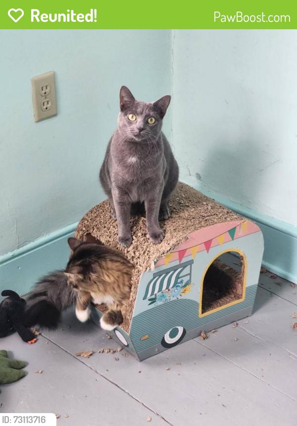 Reunited Female Cat last seen Near Hillcrest Road, Lancaster, PA, 17603, Lancaster, PA 17603