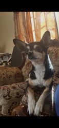 Lost Male Dog last seen Olympic, Los Angeles, CA 90022