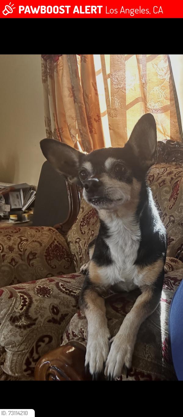 Lost Male Dog last seen Olympic, Los Angeles, CA 90022
