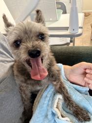 Reunited Female Dog last seen Near Garber Ave, San Diego, CA 92139, USA, San Diego, CA 92139