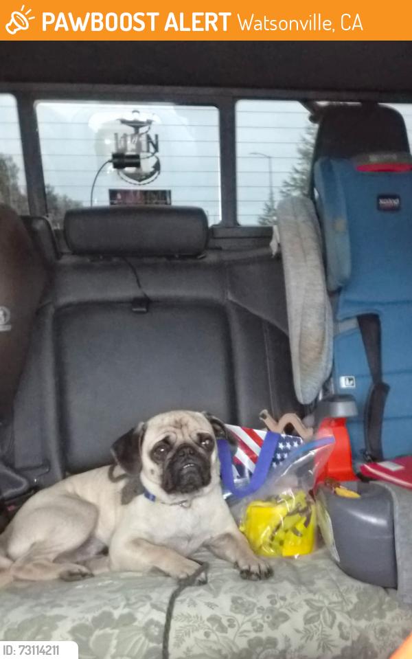 Found/Stray Male Dog last seen Unknown, Watsonville, CA 95076
