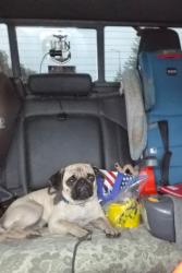Found/Stray Male Dog last seen Unknown, Watsonville, CA 95076