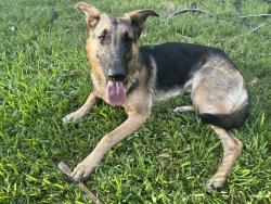 Found/Stray Female Dog last seen Jensen and Lakewood dr, Houston, TX 77093