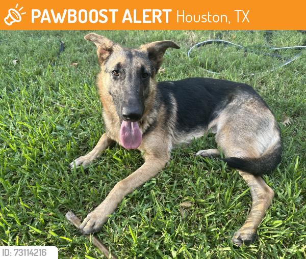 Found/Stray Female Dog last seen Jensen and Lakewood dr, Houston, TX 77093