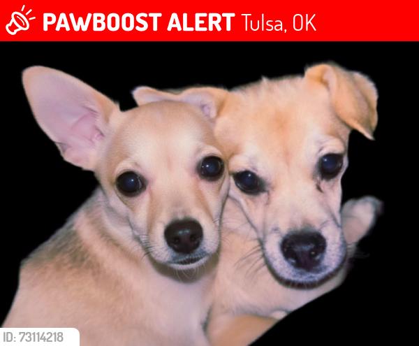 Lost Female Dog last seen 31st and garnett, Tulsa, OK 74129