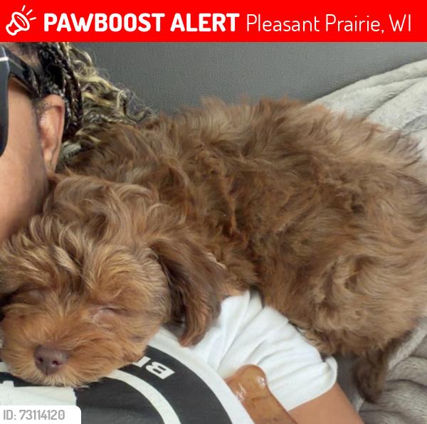 Lost Female Dog last seen 88th & 104th, Pleasant Prairie, WI 53158