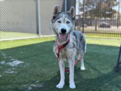 Shelter Stray Female Dog last seen , 3201 Lacy St, Los Angeles, CA 90031, USA