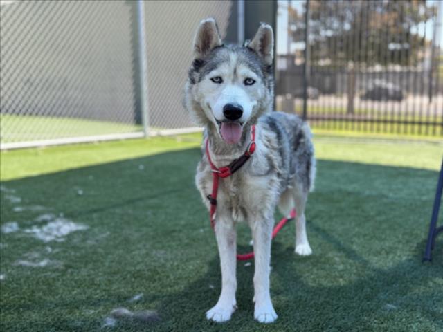 Shelter Stray Female Dog last seen , 3201 Lacy St, Los Angeles, CA 90031, USA
