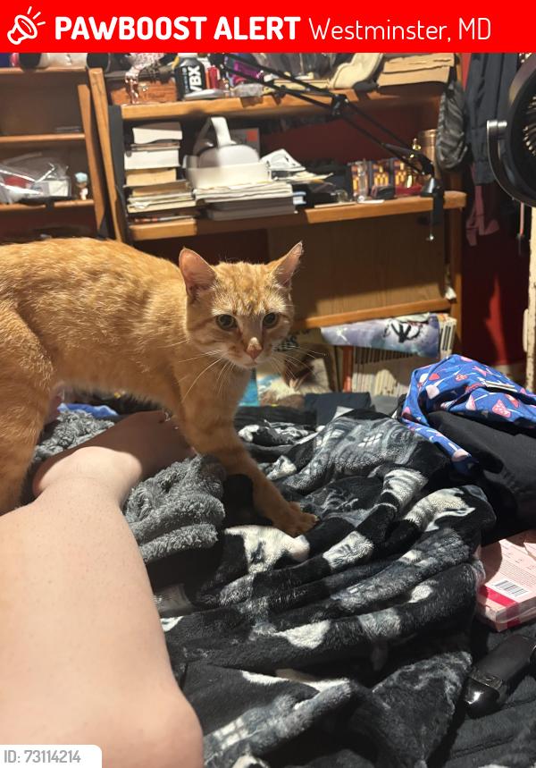 Lost Male Cat last seen Little peoples place, Safeway, whispering meadows park, Westminster, MD 21158