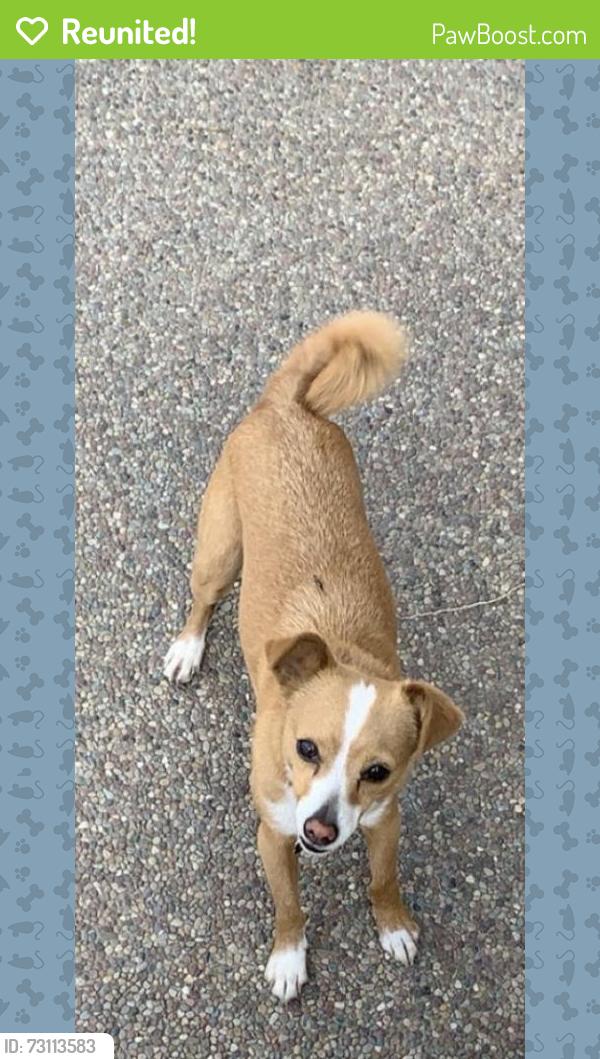Reunited Female Dog last seen Near Balfour Rd, Brentwood, CA 94513