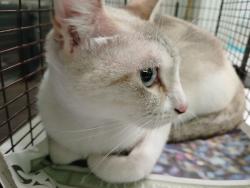Shelter Stray Female Cat last seen , 1850 W 60th St, Los Angeles, CA 90047, USA
