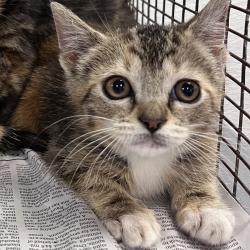 Shelter Stray Female Cat last seen , 1850 W 60th St, Los Angeles, CA 90047, USA