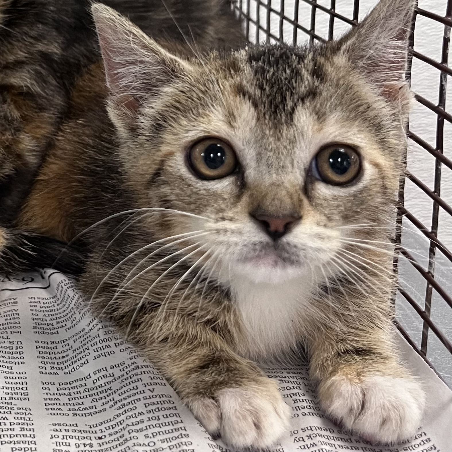 Shelter Stray Female Cat last seen , 1850 W 60th St, Los Angeles, CA 90047, USA