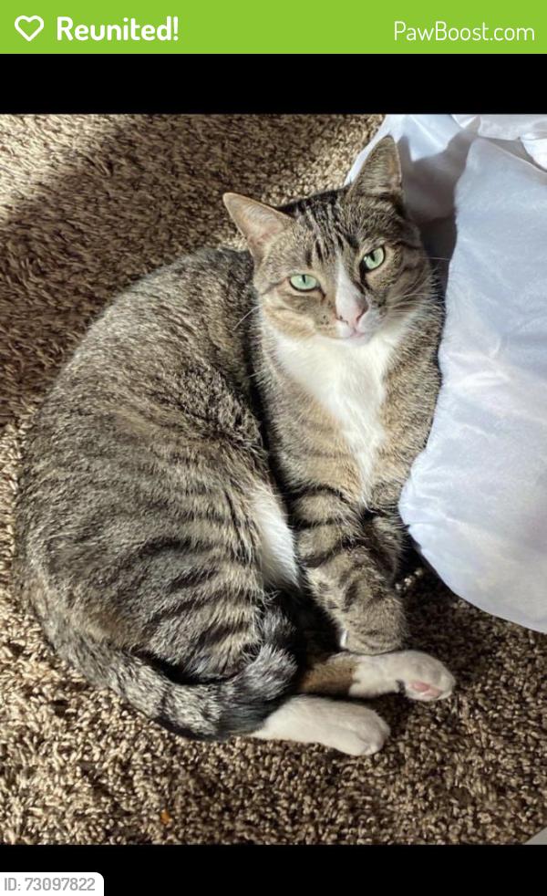 Reunited Male Cat last seen Near 42nd Ave S, Minneapolis, MN 55417, USA, Minneapolis, MN 55417