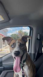 Reunited Male Dog last seen Warwick shire, San Antonio texas, San Antonio, TX 78254