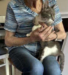Reunited Female Cat last seen Cheddington, Charlotte, NC 28211