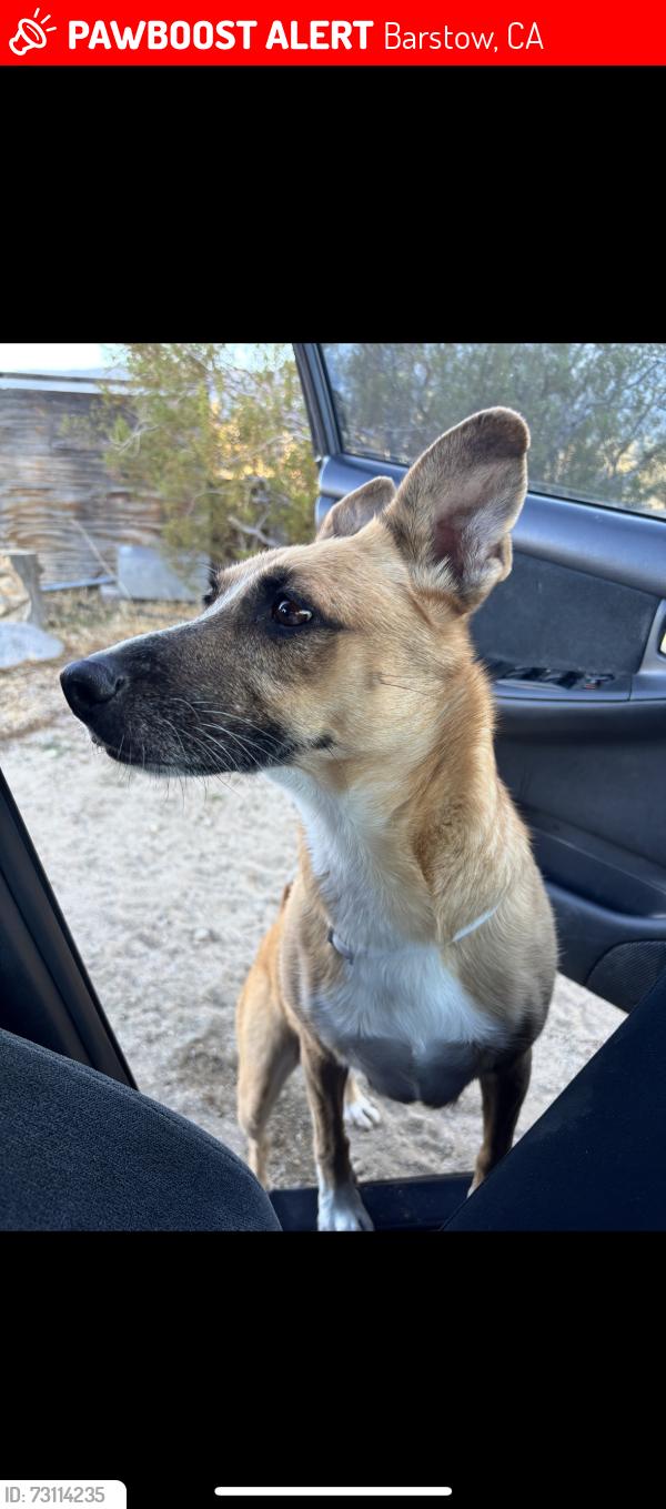 Lost Female Dog last seen Ash rd, Barstow, CA 92311