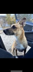 Lost Female Dog last seen Ash rd, Barstow, CA 92311