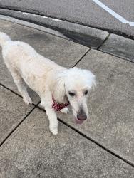 Reunited Male Dog last seen Tuscumbia and Itawamba, Collierville, TN 38017