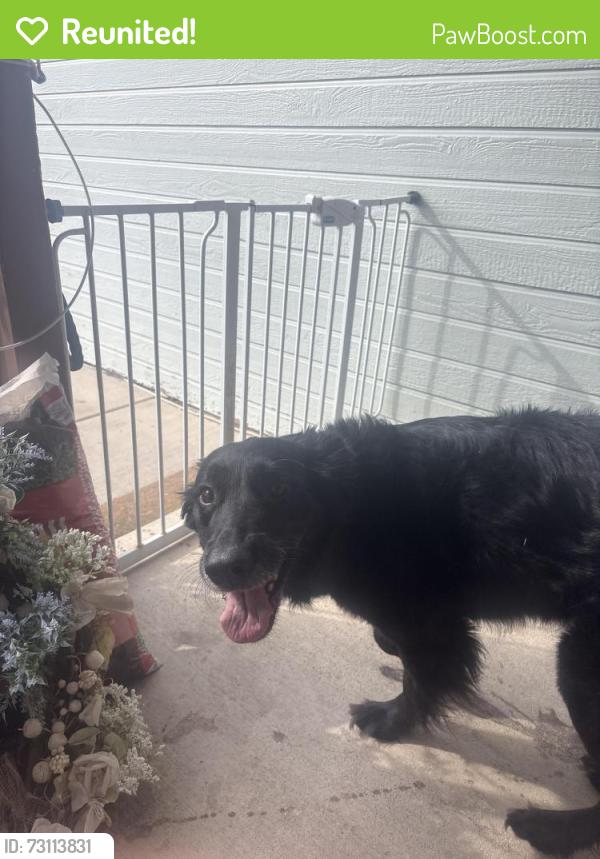 Reunited Unknown Dog last seen Red Brooke, Preminger Dr, Colorado Springs, CO 80911