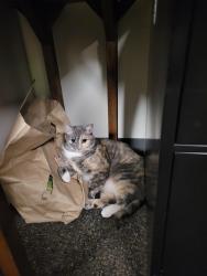 Lost Female Cat last seen Nevada City Library, Nevada City, CA 95959