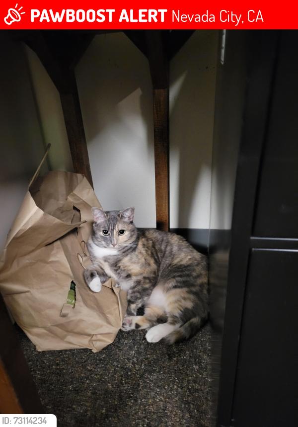 Lost Female Cat last seen Nevada City Library, Nevada City, CA 95959