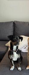 Reunited Male Dog last seen Bryant & 2nd, San Francisco, CA 94107