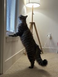 Lost Male Cat last seen Near Vista Montana, San Jose, CA 95112