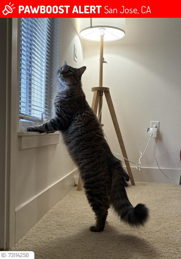Lost Male Cat last seen Near Vista Montana, San Jose, CA 95112