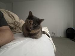 Reunited Female Cat last seen Tulane and Bandera, neighborhood by Preston and Northwest Hwy, Dallas, TX 75225